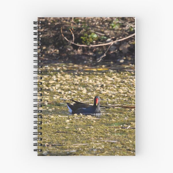 Item preview, Dropped flowers. Eurasian Moorhen Spring 2026 designed and sold by Jouko Lehto Photography.