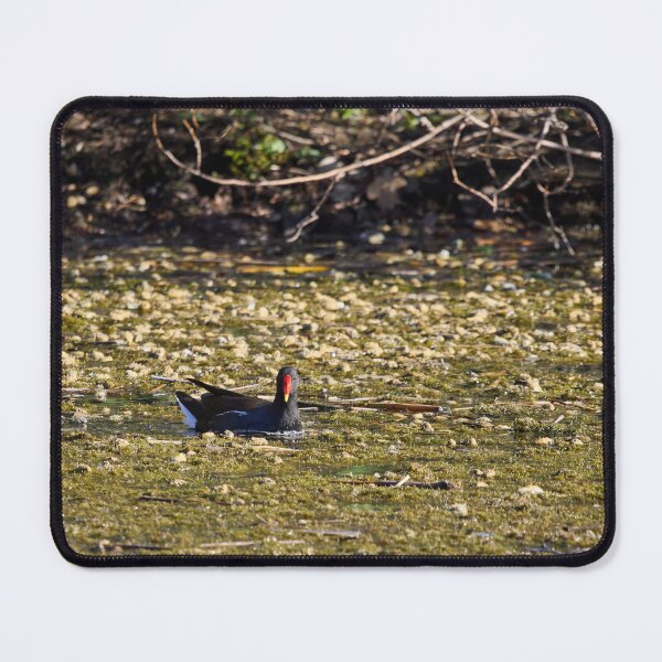 Item preview, Dropped flowers. Eurasian Moorhen Spring 2026 designed and sold by Jouko Lehto Photography.