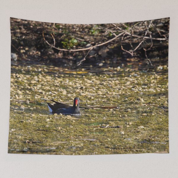 Item preview, Dropped flowers. Eurasian Moorhen Spring 2026 designed and sold by Jouko Lehto Photography.