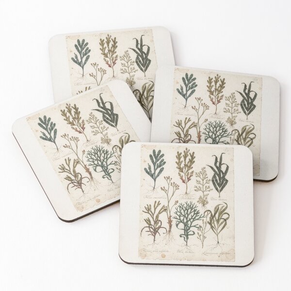 Item preview, Antique Pressed Seaweed Herbarium Plate designed and sold by PictorialWhimsy.