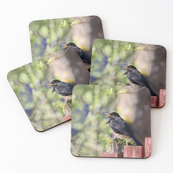 Item preview, Black tunes. Eurasian Blackbird Spring 2026 designed and sold by Jouko Lehto Photography.