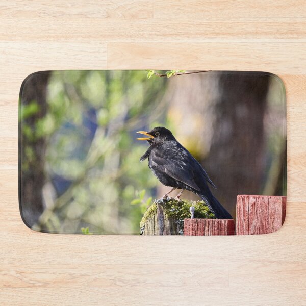 Item preview, Black tunes. Eurasian Blackbird Spring 2026 designed and sold by Jouko Lehto Photography.