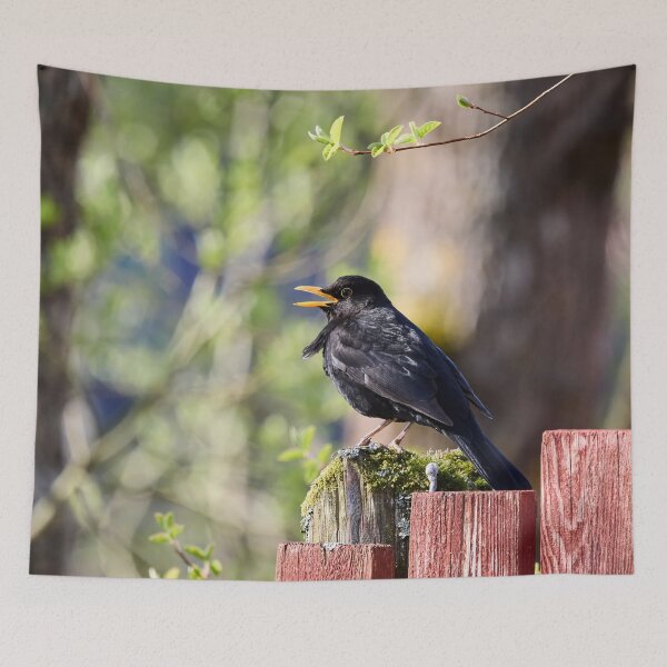 Item preview, Black tunes. Eurasian Blackbird Spring 2026 designed and sold by Jouko Lehto Photography.