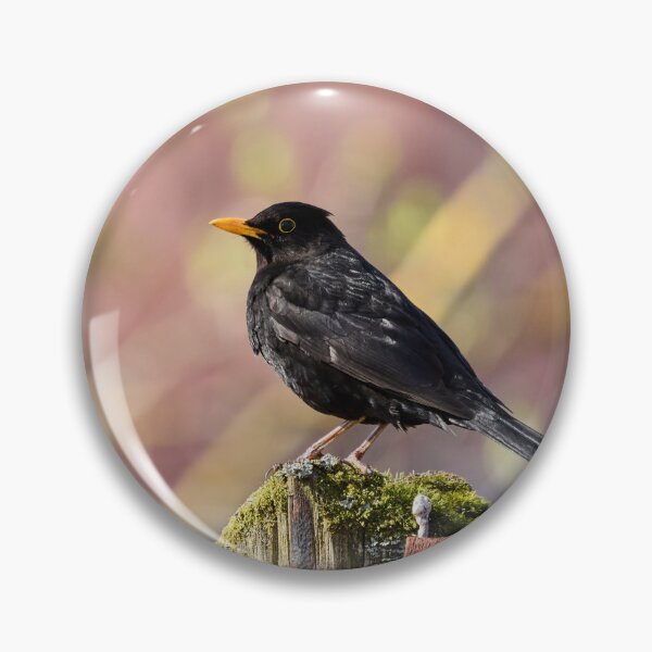 Item preview, Reds and greens. Eurasian Blackbird Spring 2026 designed and sold by Jouko Lehto Photography.