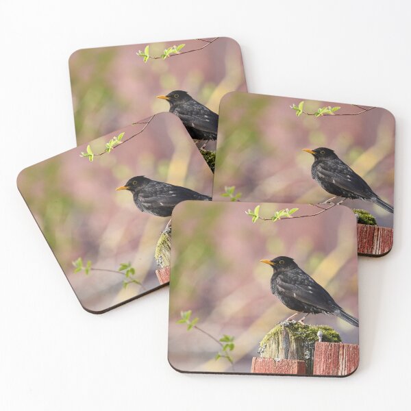 Item preview, Reds and greens. Eurasian Blackbird Spring 2026 designed and sold by Jouko Lehto Photography.