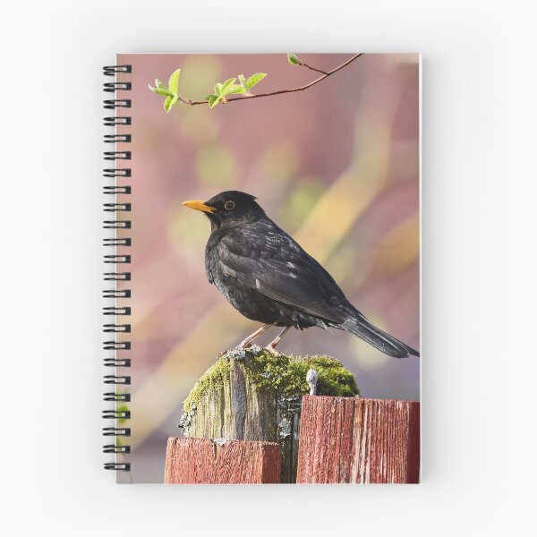 Item preview, Reds and greens. Eurasian Blackbird Spring 2026 designed and sold by Jouko Lehto Photography.