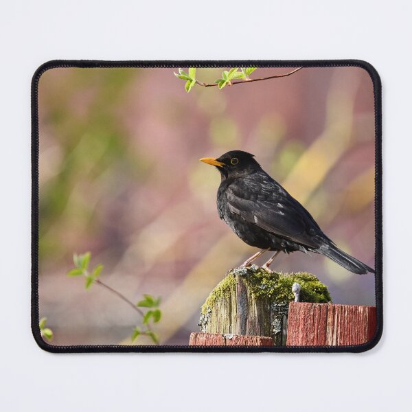 Item preview, Reds and greens. Eurasian Blackbird Spring 2026 designed and sold by Jouko Lehto Photography.