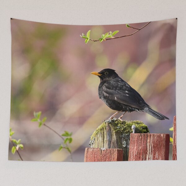 Item preview, Reds and greens. Eurasian Blackbird Spring 2026 designed and sold by Jouko Lehto Photography.