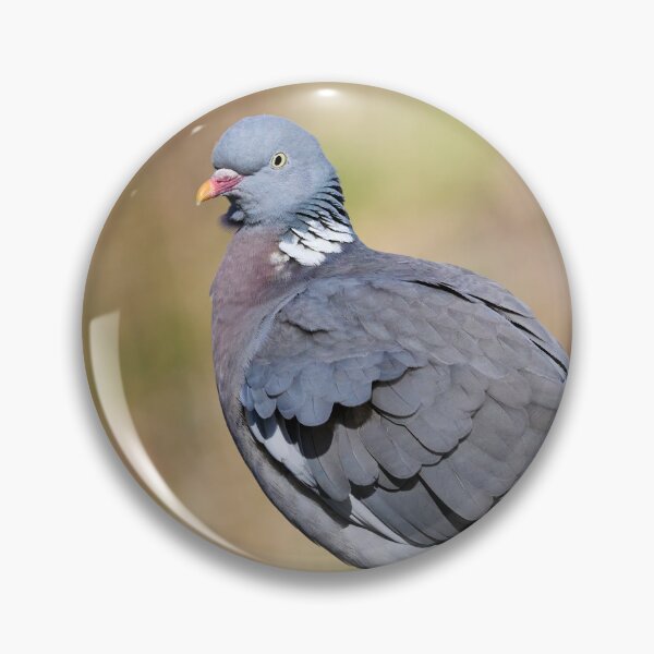 Item preview, Enjoying the sun. Common wood pigeon Spring 2026 designed and sold by Jouko Lehto Photography.