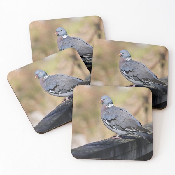 Item preview, Enjoying the sun. Common wood pigeon Spring 2026 designed and sold by Jouko Lehto Photography.
