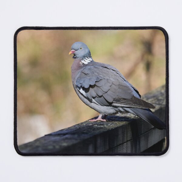Item preview, Enjoying the sun. Common wood pigeon Spring 2026 designed and sold by Jouko Lehto Photography.