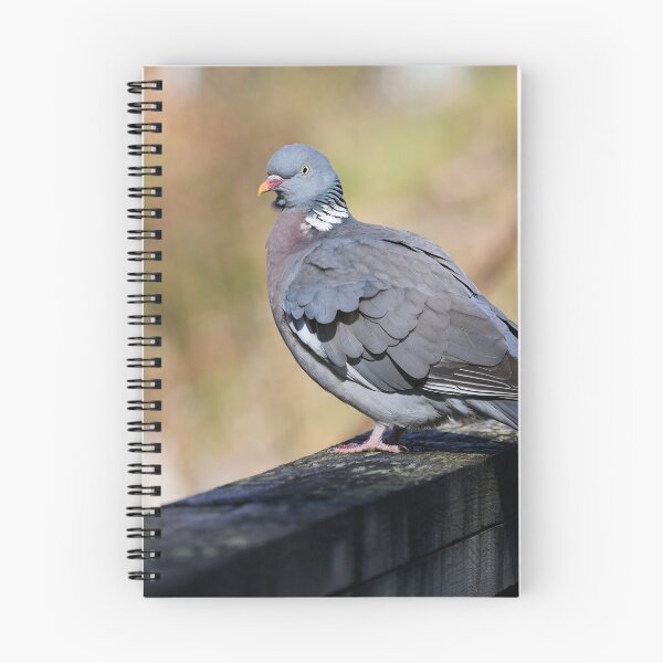 Item preview, Enjoying the sun. Common wood pigeon Spring 2026 designed and sold by Jouko Lehto Photography.