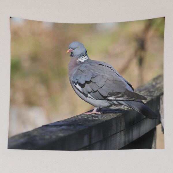Item preview, Enjoying the sun. Common wood pigeon Spring 2026 designed and sold by Jouko Lehto Photography.