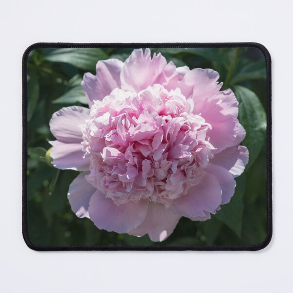 Item preview, Baby Pink Peony Bloom with Ruffled Petals designed and sold by Georgia Mizuleva.