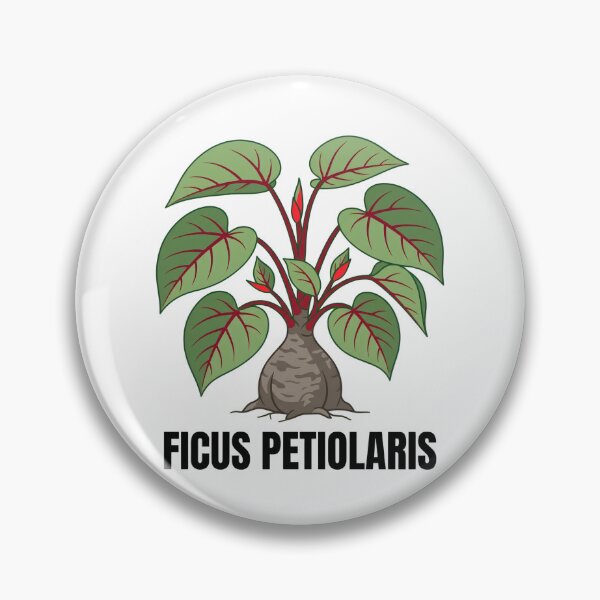 Item preview, Ficus Petiolaris Botanical Graphic Art designed and sold by GreenDivisionJP.