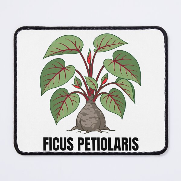 Item preview, Ficus Petiolaris Botanical Graphic Art designed and sold by GreenDivisionJP.
