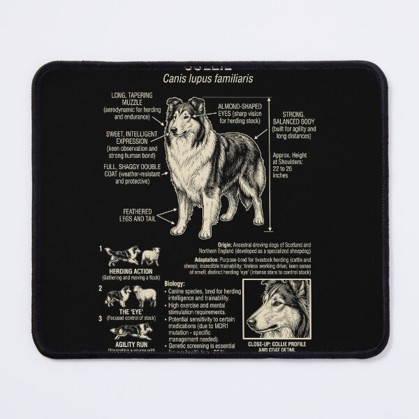 Item preview, Collie Scientific Anatomy Biology Dog Lover designed and sold by Kimberley King Art  King Art.