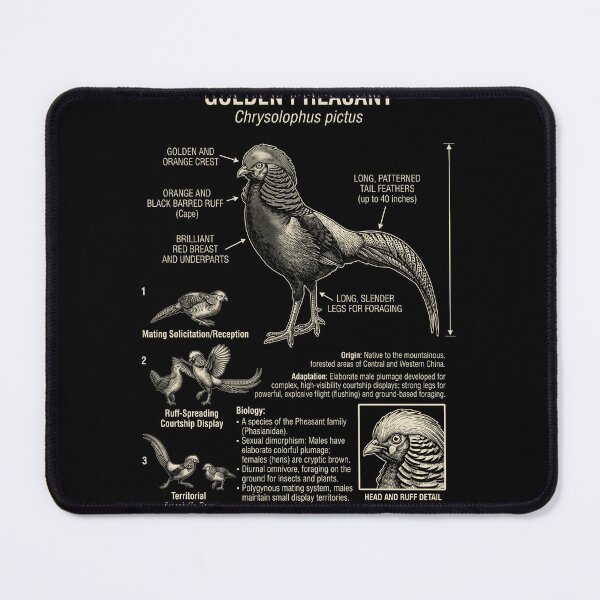 Item preview, Golden Pheasant Scientific Anatomy Ornithology Animal Lover designed and sold by Kimberley King Art  King Art.
