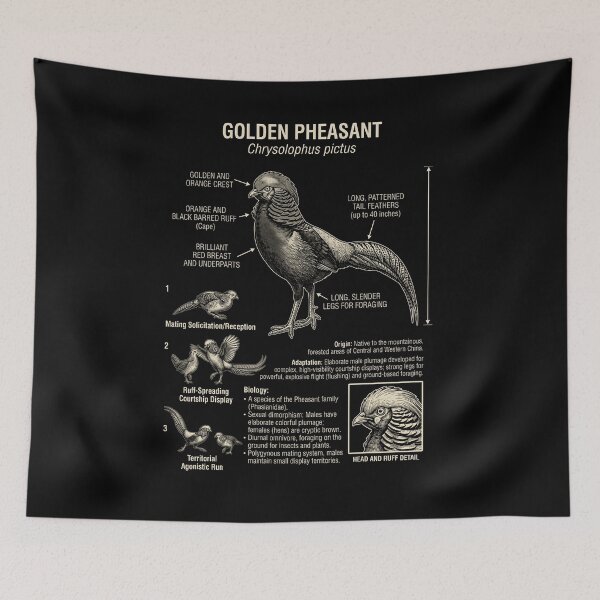 Item preview, Golden Pheasant Scientific Anatomy Ornithology Animal Lover designed and sold by Kimberley King Art  King Art.