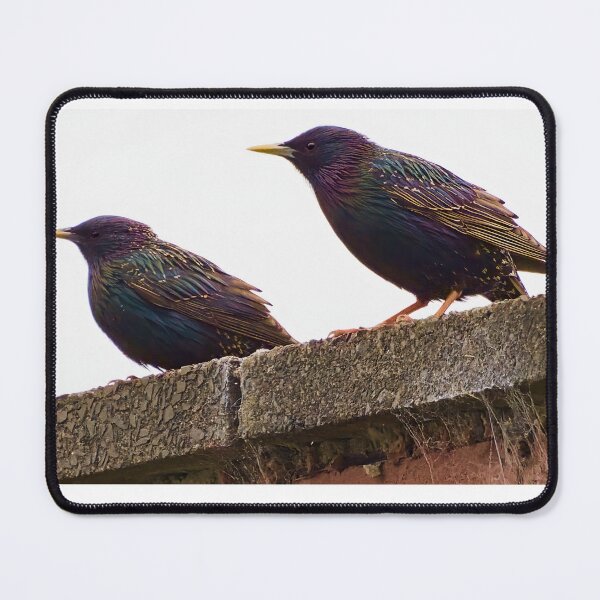 Item preview, High Key Starlings designed and sold by Geordie Jason.