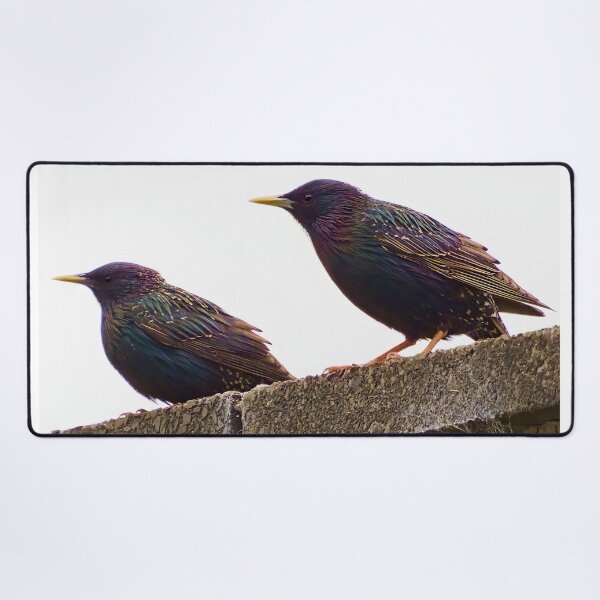 Item preview, High Key Starlings designed and sold by Geordie Jason.