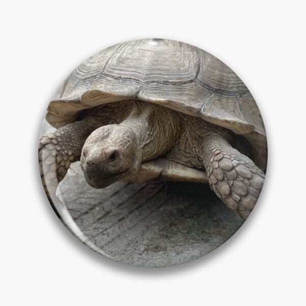 Item preview, Sulcata Giant Tortoise Turtle Walking  designed and sold by BeachBumFamily.
