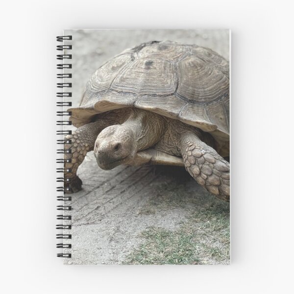 Item preview, Sulcata Giant Tortoise Turtle Walking  designed and sold by BeachBumFamily.