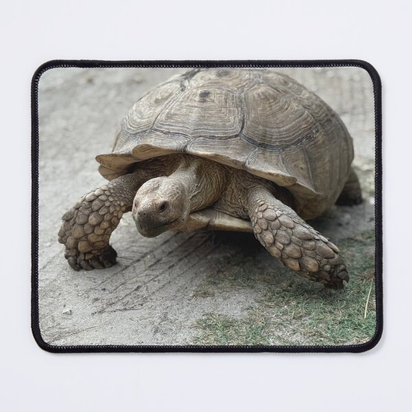 Item preview, Sulcata Giant Tortoise Turtle Walking  designed and sold by BeachBumFamily.