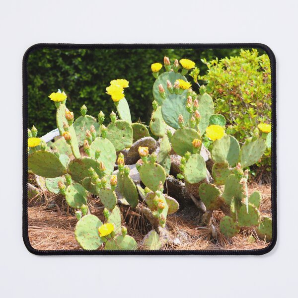 Item preview, Eastern Prickly Pear Cactus in Bloom designed and sold by Cynthia48.