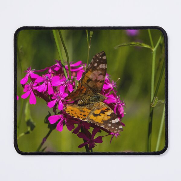 Item preview, Painted Lady Butterfly (Vanessa cardui) on Red Campion (Silene dioica) in Summer Wildflower Meadow designed and sold by Isar1.