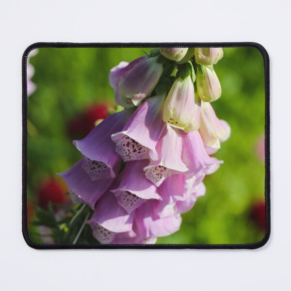 Item preview, Common Foxglove (Digitalis purpurea) Blooming in a Summer Wildflower Meadow designed and sold by Isar1.