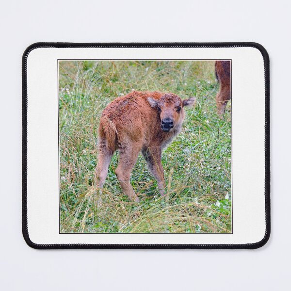 Item preview, Newborn Bison Calf in Open Meadow designed and sold by AMacGPhilly.