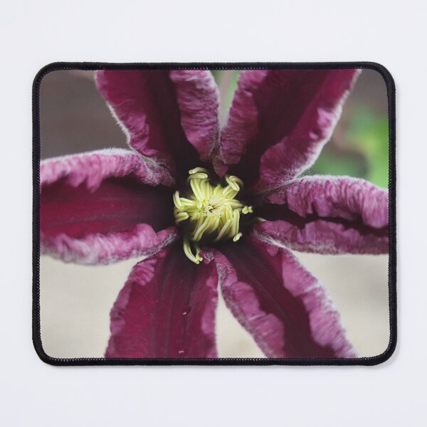 Item preview, Elegant Purple Clematis Bloom Catching Summer Sun designed and sold by vtspatial.