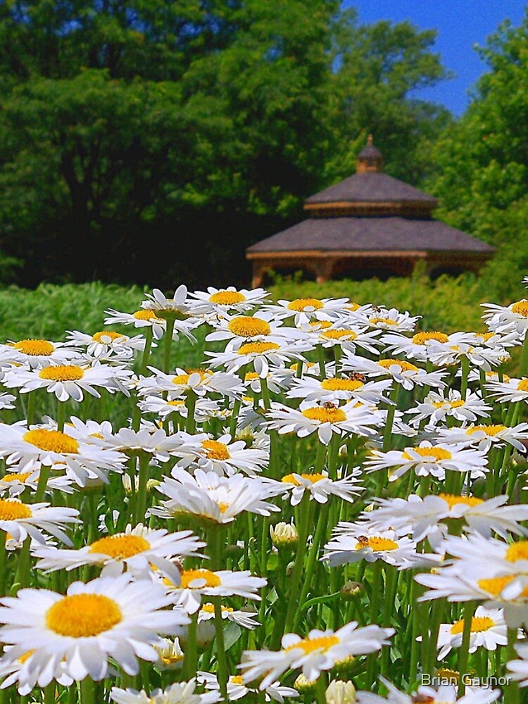 Pushing Up Daisies by bgaynor