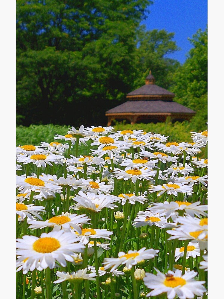 Pushing Up Daisies by bgaynor