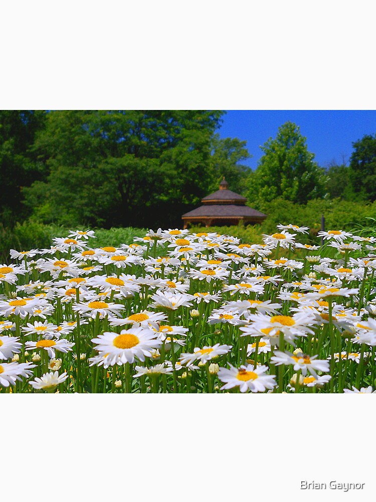 Pushing Up Daisies by bgaynor