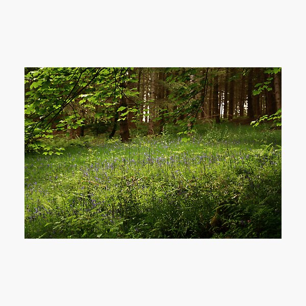 Item preview, Woods at the Hermitage designed and sold by Martina Fagan.