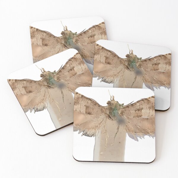 Item preview, Vintage Moth Drawing | Insect Art designed and sold by GammaRay.