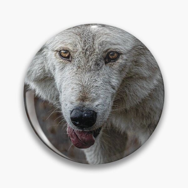 Item preview, Playful White Wolf Portrait designed and sold by PygmyTitan Photo.