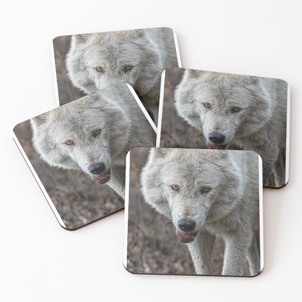Item preview, Playful White Wolf Portrait designed and sold by PygmyTitan Photo.