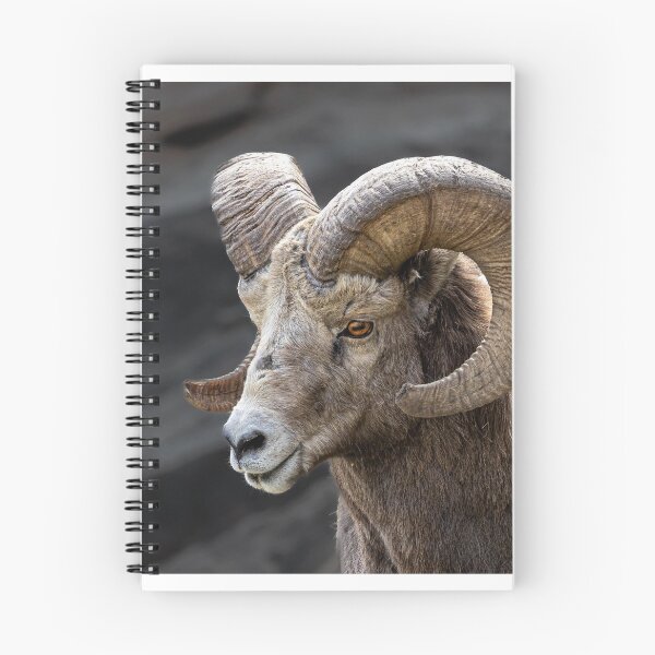 Item preview, Majestic Bighorn Ram Portrait designed and sold by PygmyTitan Photo.