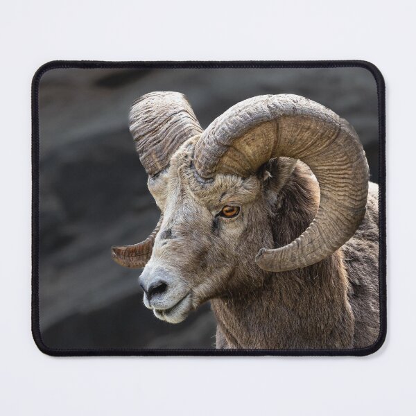 Item preview, Majestic Bighorn Ram Portrait designed and sold by PygmyTitan Photo.