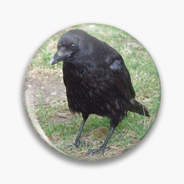 Item preview, Crafty Crow Photograph designed and sold by naturegallery.