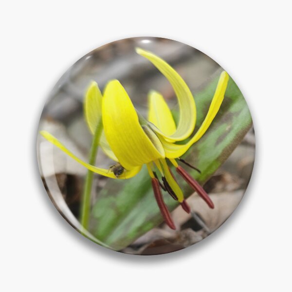Item preview, Trout Lily in Early Spring designed and sold by Quincy-Hedgehog.