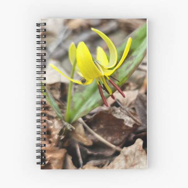 Item preview, Trout Lily in Early Spring designed and sold by Quincy-Hedgehog.
