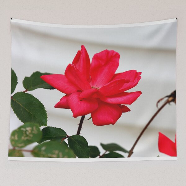 Item preview, Withered Rose Photography – Quiet Renewal designed and sold by Seeds of Wellness.