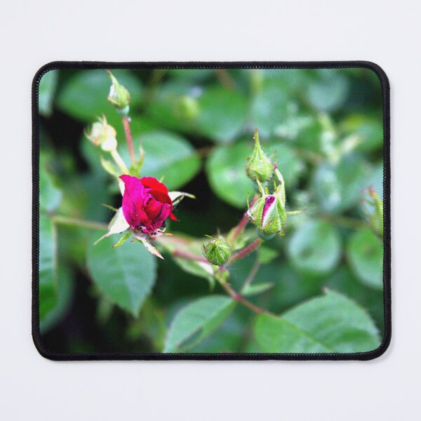 Item preview, Rose Bud Photography – Botanical Fine Art designed and sold by Seeds of Wellness.