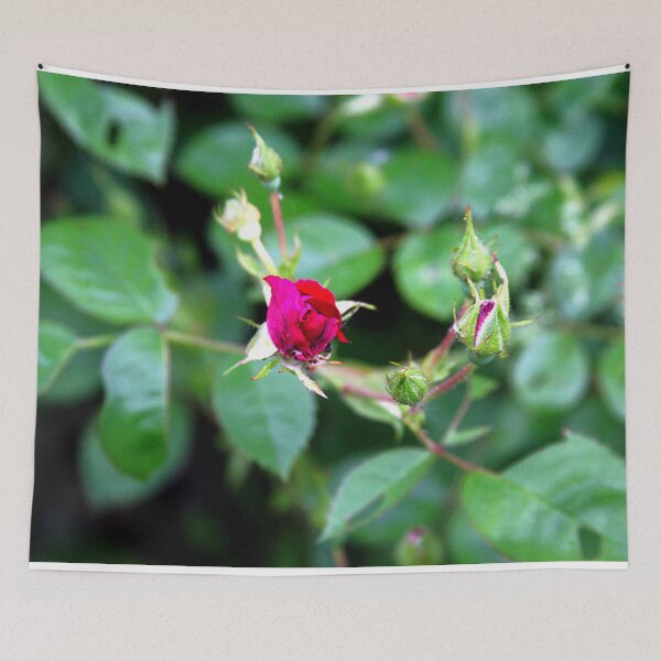 Item preview, Rose Bud Photography – Botanical Fine Art designed and sold by Seeds of Wellness.