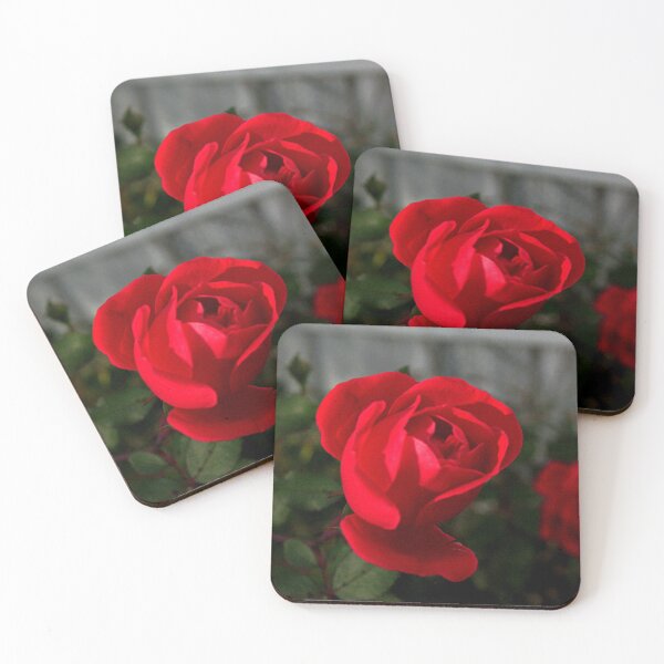 Item preview, Full Bloom Rose Photography – Botanical Art designed and sold by Seeds of Wellness.