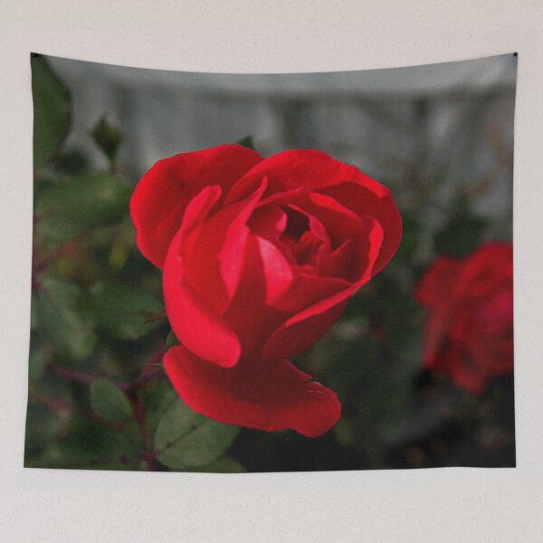 Item preview, Full Bloom Rose Photography – Botanical Art designed and sold by Seeds of Wellness.